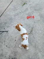 AKC/UKC Annie's girl 6, a female French Brittany for sale in Houstonia, MO – 6 of 9