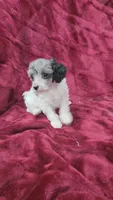 AKC blue merle parti girl, a female Poodle - Toy  for sale in Houstonia, MO – 2 of 8