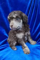 AKC Phantom boy, a male Poodle - Miniature  for sale in Houstonia, MO – 2 of 10
