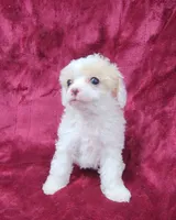 AKC Tiny Apricot Parti Girl, a female Poodle - Toy  for sale in Houstonia, MO – 2 of 10