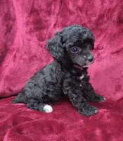 AKC black abstract girl, a female Poodle - Miniature  for sale in Houstonia, MO – 5 of 10