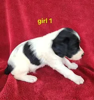 AKC French Brittany girl 1, a female French Brittany for sale in Houstonia, MO – 2 of 9