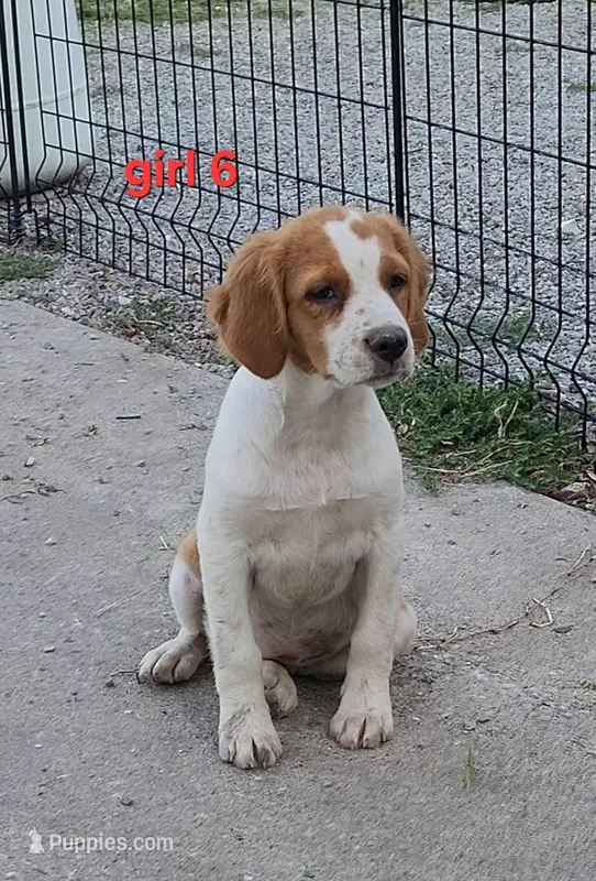 AKC/UKC Annie's girl 6 – French Brittany puppy for sale in Houstonia, MO
