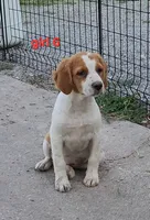 AKC/UKC Annie's girl 6, a female French Brittany for sale in Houstonia, MO – 1 of 9