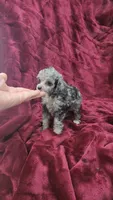 AKC Tiny blue merle girl, a female Poodle - Toy  for sale in Houstonia, MO – 5 of 7
