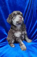 AKC Phantom boy, a male Poodle - Miniature  for sale in Houstonia, MO – 7 of 10