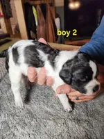 AKC & UKC boy 2, a male French Brittany for sale in Houstonia, MO – 2 of 8