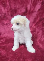 AKC Tiny Apricot Parti Girl, a female Poodle - Toy  for sale in Houstonia, MO – 6 of 10