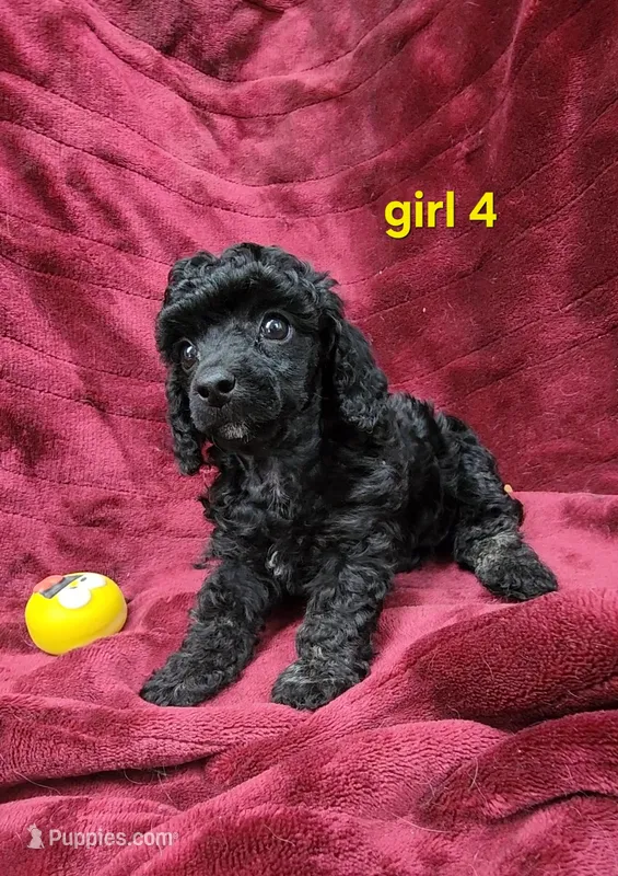 AKC Daisy – Poodle - Miniature  puppy for sale in Houstonia, MO