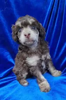 AKC Phantom boy, a male Poodle - Miniature  for sale in Houstonia, MO – 5 of 10