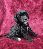 AKC black abstract girl, a female Poodle - Miniature  for sale in Houstonia, MO – 3 of 10