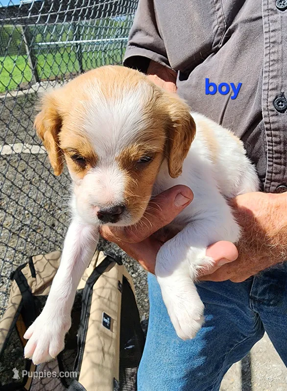 AKC/UKC Annie's boy – French Brittany puppy for sale in Houstonia, MO