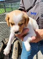 AKC/UKC Annie's boy, a female French Brittany for sale in Houstonia, MO – 1 of 4