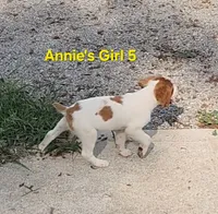 AKC/UKC Annie's girl 5, a female French Brittany for sale in Houstonia, MO – 3 of 7