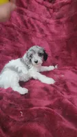 AKC blue merle parti girl, a female Poodle - Toy  for sale in Houstonia, MO – 6 of 8
