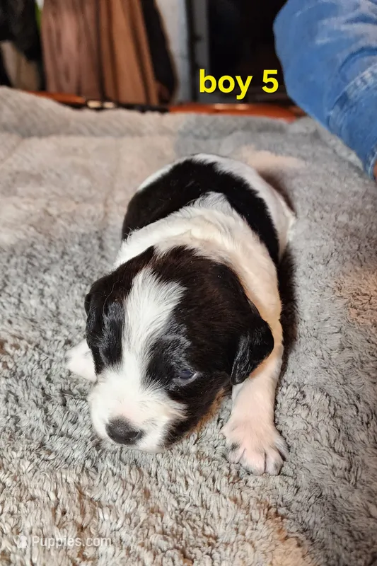 AKC & UKC boy 5, a male French Brittany for sale in Houstonia, MO – 1 of 8