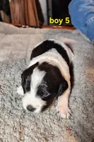 AKC & UKC boy 5, a male French Brittany for sale in Houstonia, MO – 1 of 8