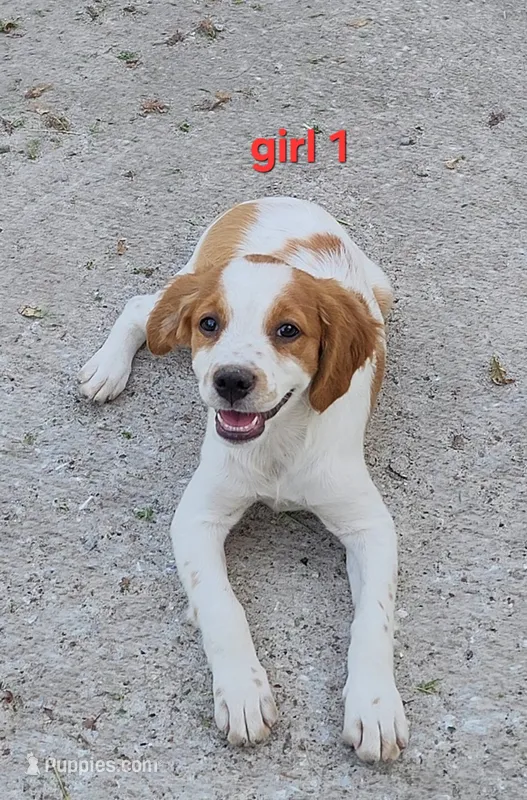 AKC/UKC Annie's girl 1 – French Brittany puppy for sale in Houstonia, MO