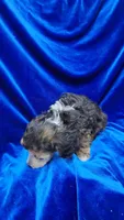 AKC Phantom boy with white, a male Poodle - Miniature  for sale in Houstonia, MO – 5 of 10