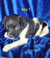 AKC French Brittany boy 1, a male French Brittany for sale in Houstonia, MO – 3 of 7