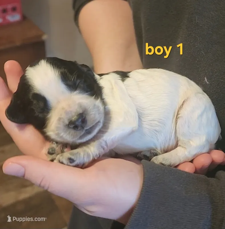 AKC English Cocker Boy 1