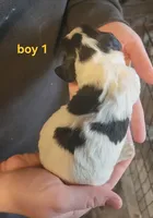 processed/f1029d13-239e-4f85-9207-ea15d105eaf4/listing/e966d301-843a-4a37-9a1c-3845e8f65123/ceacae20-08c0-4f02-95a3-edb537ef460d