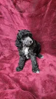 AKC Silver girl 2, a female Poodle - Toy  for sale in Houstonia, MO – 4 of 8
