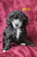 AKC Silver girl 3, a female Poodle - Toy  for sale in Houstonia, MO – 4 of 10