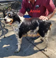 AKC/UKC Annie's girl 2, a female French Brittany for sale in Houstonia, MO – 3 of 4
