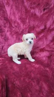 AKC Tiny Apricot Girl, a female Poodle - Toy  for sale in Houstonia, MO – 6 of 9