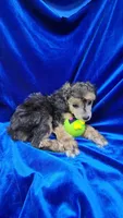 AKC Phantom Boy, a male Poodle - Miniature  for sale in Houstonia, MO – 7 of 9