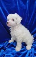 AKC Parti Boy, a male Poodle - Miniature  for sale in Houstonia, MO – 8 of 10