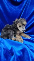 AKC Phantom Boy, a male Poodle - Miniature  for sale in Houstonia, MO – 5 of 9