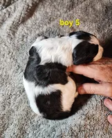 AKC & UKC boy 5, a male French Brittany for sale in Houstonia, MO – 2 of 8