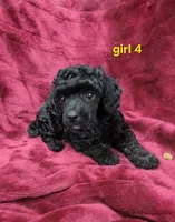 AKC Daisy, a female Poodle - Miniature  for sale in Houstonia, MO – 3 of 8