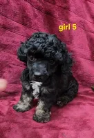 AKC phantom girl 5, a female Poodle - Toy  for sale in Houstonia, MO – 8 of 9