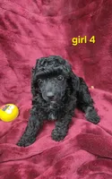 AKC Daisy, a female Poodle - Miniature  for sale in Houstonia, MO – 6 of 8