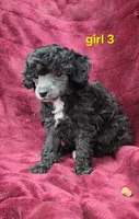 AKC Silver girl 3, a female Poodle - Toy  for sale in Houstonia, MO – 8 of 10