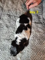 AKC & UKC boy 3, a male French Brittany for sale in Houstonia, MO – 4 of 5