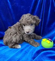 AKC Silver Beige Boy, a male Poodle - Miniature  for sale in Houstonia, MO – 2 of 10