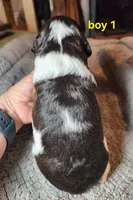 AKC/UKC boy 1, a male French Brittany for sale in Houstonia, MO – 4 of 7