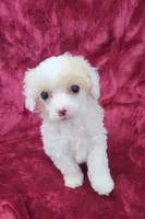 AKC Tiny Apricot Parti Girl, a female Poodle - Toy  for sale in Houstonia, MO – 1 of 10