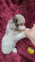 AKC merle parti, blue eyes, a male Poodle - Toy  for sale in Houstonia, MO – 9 of 10