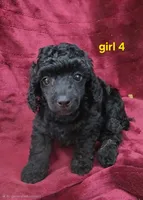 AKC Daisy, a female Poodle - Miniature  for sale in Houstonia, MO – 4 of 8