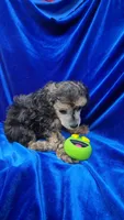 AKC Phantom Boy, a male Poodle - Miniature  for sale in Houstonia, MO – 2 of 9