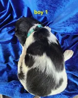 AKC French Brittany boy 1, a male French Brittany for sale in Houstonia, MO – 2 of 7