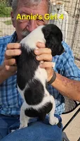 Annie's Girl 4, a female French Brittany for sale in Houstonia, MO – 7 of 9