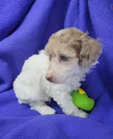 AKC Merle Parti Girl, a female Poodle - Miniature  for sale in Houstonia, MO – 3 of 8