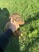 Spyro, a male Doberman Pinscher for sale in Dallas, TX – Photo 2 of 4