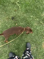 Spyro, a male Doberman Pinscher for sale in Dallas, TX – Photo 3 of 4